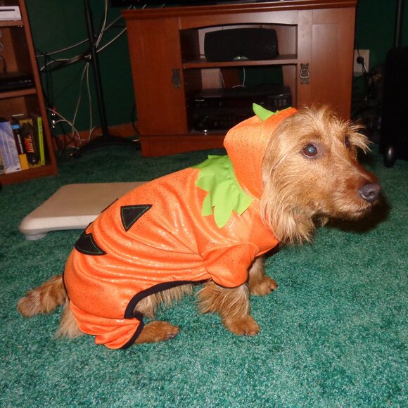 3 for $18 Martha Stewart Pumpkin Halloween Dog Costume Size Large - Picture 1 of 9